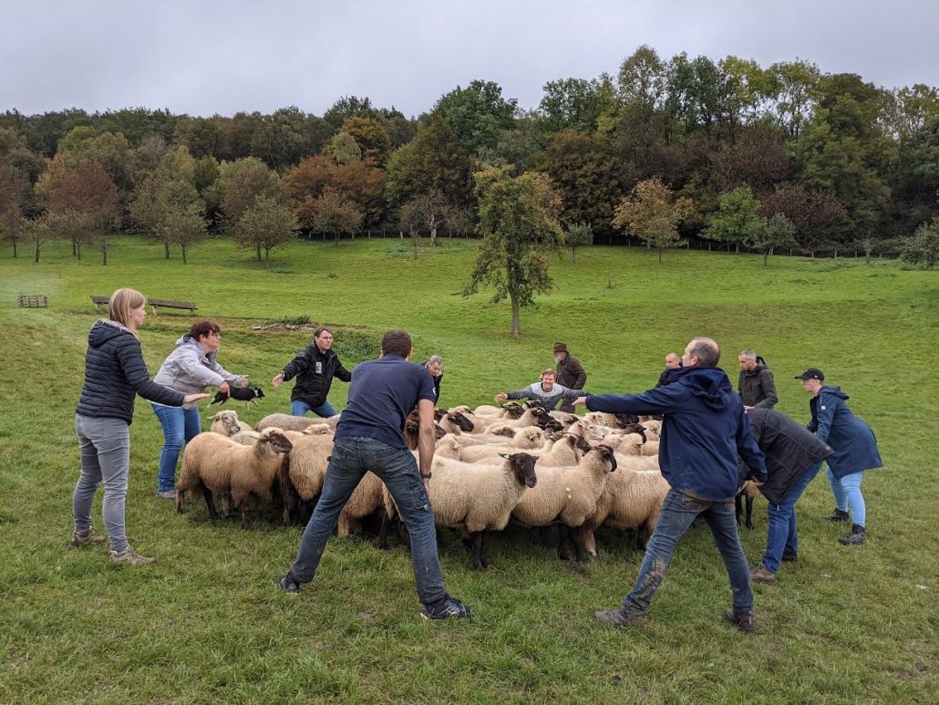 Een groep leert schapen drijven in de wei